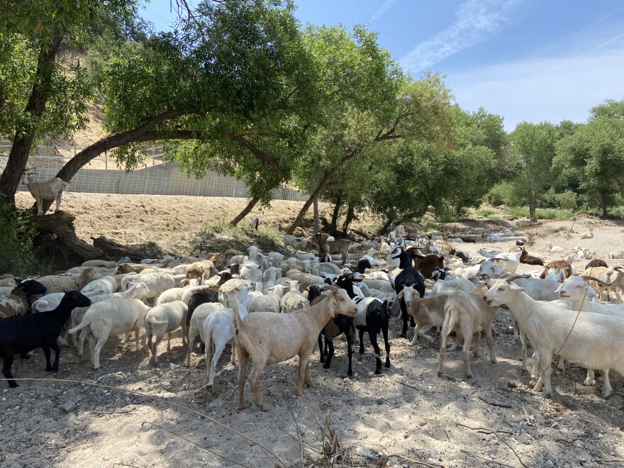 Goats grazing at the Salinas River for the City of Paso Robles Vegetation Management Program.