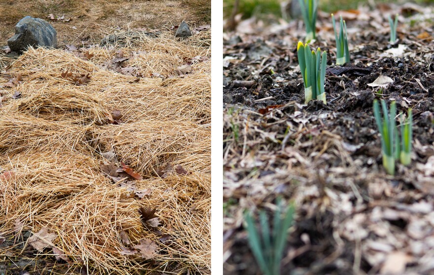 Side by side photos show a pile of yellow hay and leaves on the ground next to a stone on the left. On the right are green daffodil shoots poking up from topsoil