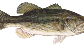 A Florida Black Bass (Photo courtesy of Florida Fish and Wildlife Conservation Commission).