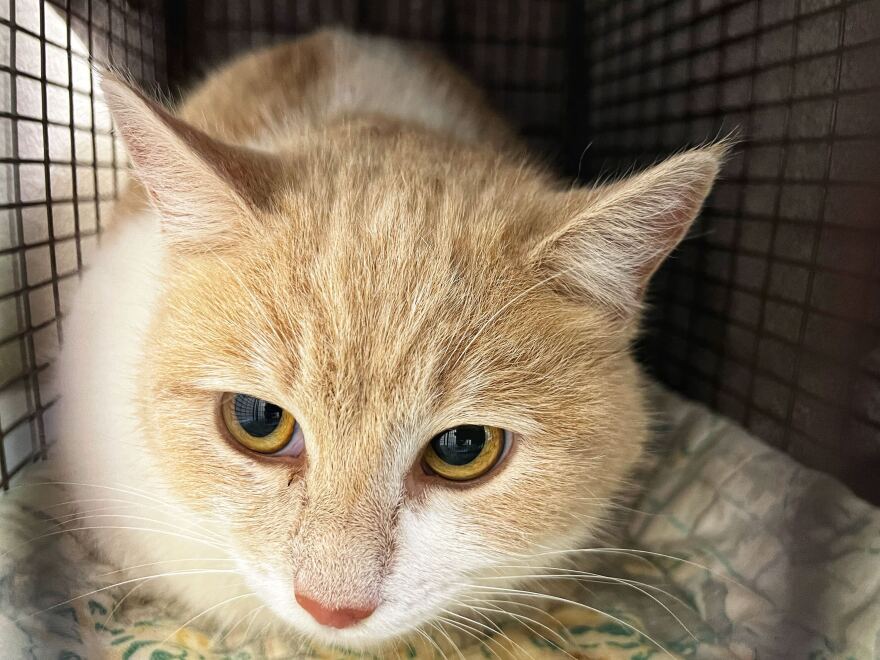 A cat waits at PawPrints Spay/Neuter Clinic in Chico, Calif. on March 9, 2025.