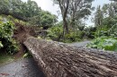 large tree crosses the road