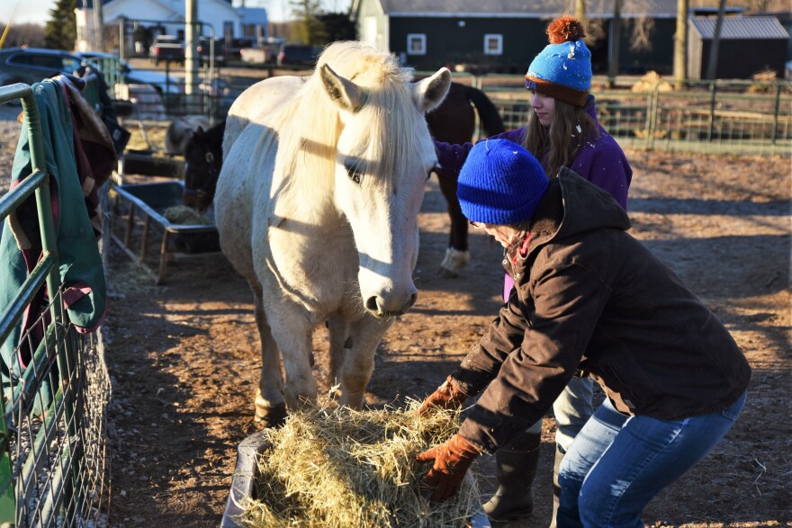 White horse facing forward 