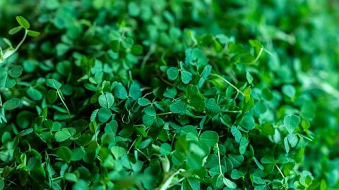 Bowl of shamrocks