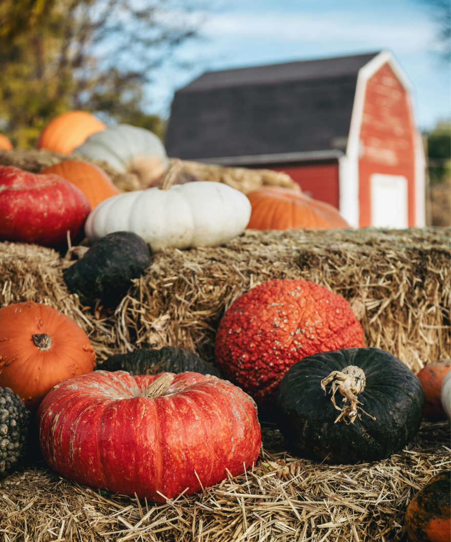 orange, white and black pumpkins and gourds on hay bales in front of a farmhouse