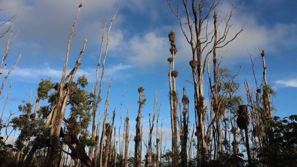 Hurricane Lala may spread disease in Hawaiʻi's native forests