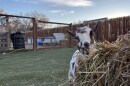 A little white and brown goat pokes its head out from behind a hay bale.