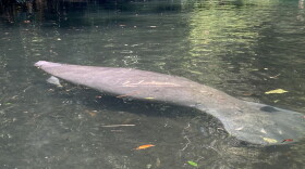 Manatee with propeller scars 