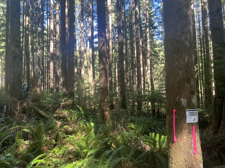 A woman with white hair and a blue shirt looks small between trees in a forest filled with ferns. The closest tree has two pink markers and a sign on it that reads "Timber Sale Boundary."