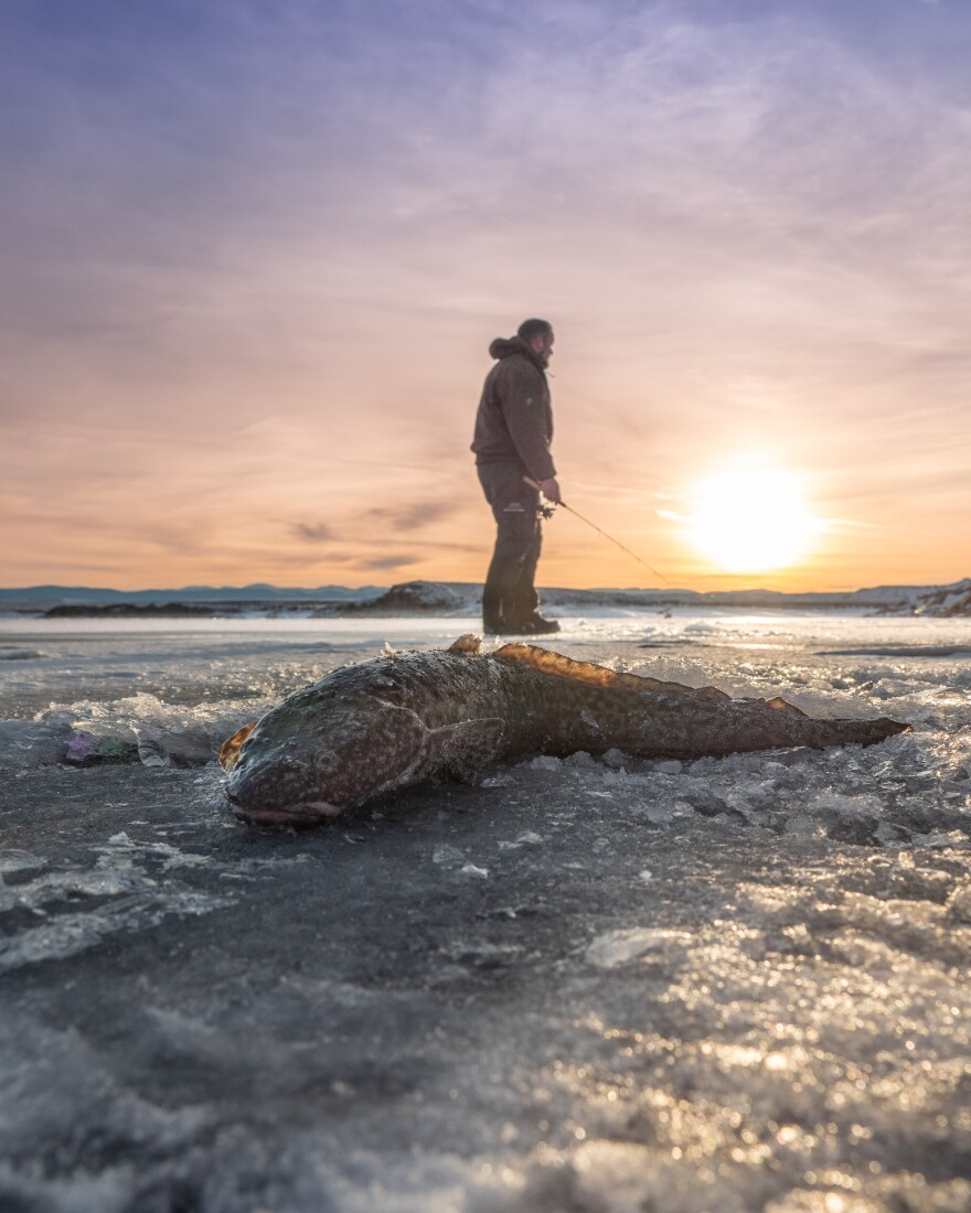 A frozen spotted fish lays on a large iced lake. A person wearing a big coat holds a fishing rod in the background.