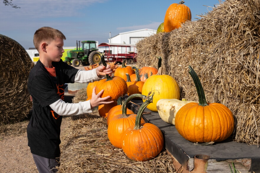 Owen Kraft stocks pumpkins at the Klausmeyer Farm and Pumpkin Patch in Clearwater. This summer's heat and dry weather was tough on Kansas pumpkin farmers.