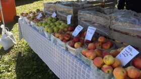 Apples of different varieties and colors in baskets line a table under a tent.