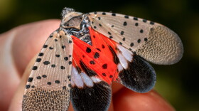 Vince Burkle, of the Indiana Department of Natural Resources, holds an adult spotted lanternfly found in Huntington, Indiana, on Aug. 17, 2022.