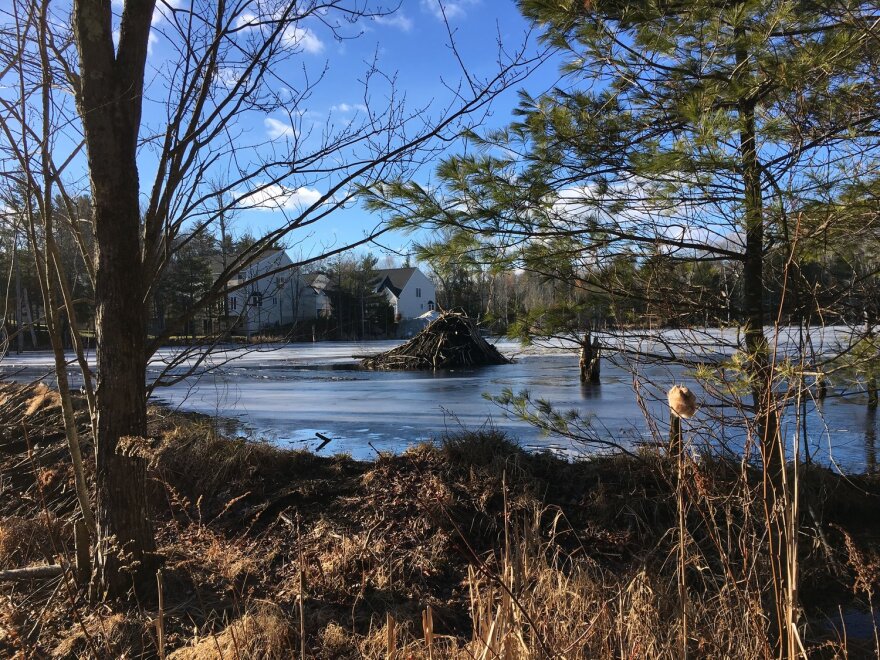 A beaver lodge in a pond coexisting with a neighborhood in southern N.H.