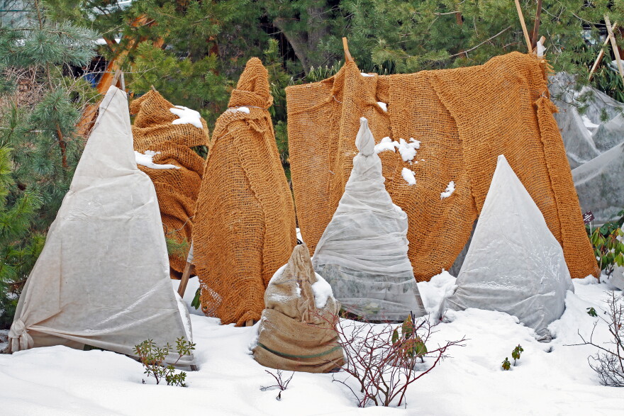 Burlap wrapped Shrubs protected from frost in a winter garden.