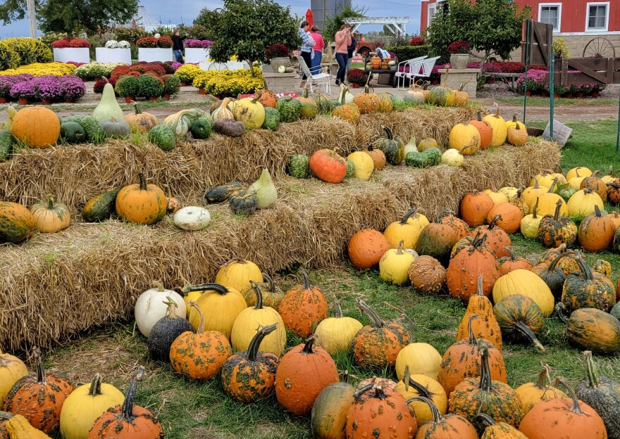 Pumpkins displayed for sale at Ackerman Family Farms near Morton in central Illinois. The bright orange Howden pumpkins are most frequently used for Halloween jack-o-lanterns.