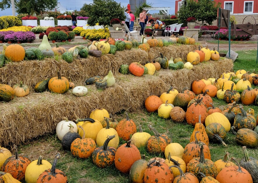 Pumpkins displayed for sale at Ackerman Family Farms near Morton in central Illinois. The bright orange Howden pumpkins are most frequently used for Halloween jack-o-lanterns. 