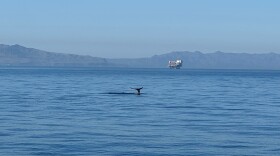 The Santa Barbara Channel is one of just two designated Whale Heritage Areas in the United States