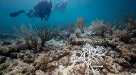 (Coral Restoration Foundation / NPR)