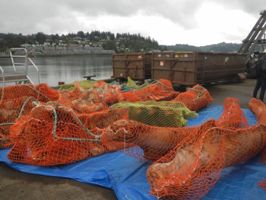 After three years of sitting on the bottom of Yaquina Bay being cleaned by scavengers, bones from the blue whale were hauled to a Newport dock in 2019 to enter the second phase of their preservation process.