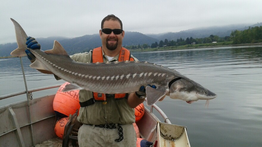 Tucker Jones, a biologist with the Oregon Department of Fish and Wildlife, counts sturgeon in the Columbia River. He says only 1 percent of sturgeon survive the 15 to 25 years it takes for them to start reproducing.