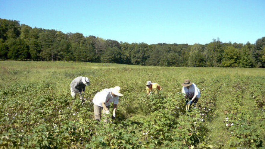 Workers tend the organic cotton plants in an experimental field in northern Alabama. The cotton was used in a field-to-garment project by two noted fashion designers.