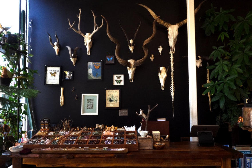 Various skulls of horned animals are spread out on the wall. Dried insects and prints are scattered around them. The wall is behind a counter that has piles of rocks and crystals marked by different spiritual properties. To the left is a wall of greenery.