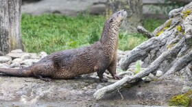 Buffalo Zookeepers describe Cedrick as "laid back and confident."