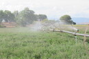 Sprinklers water alfalfa.