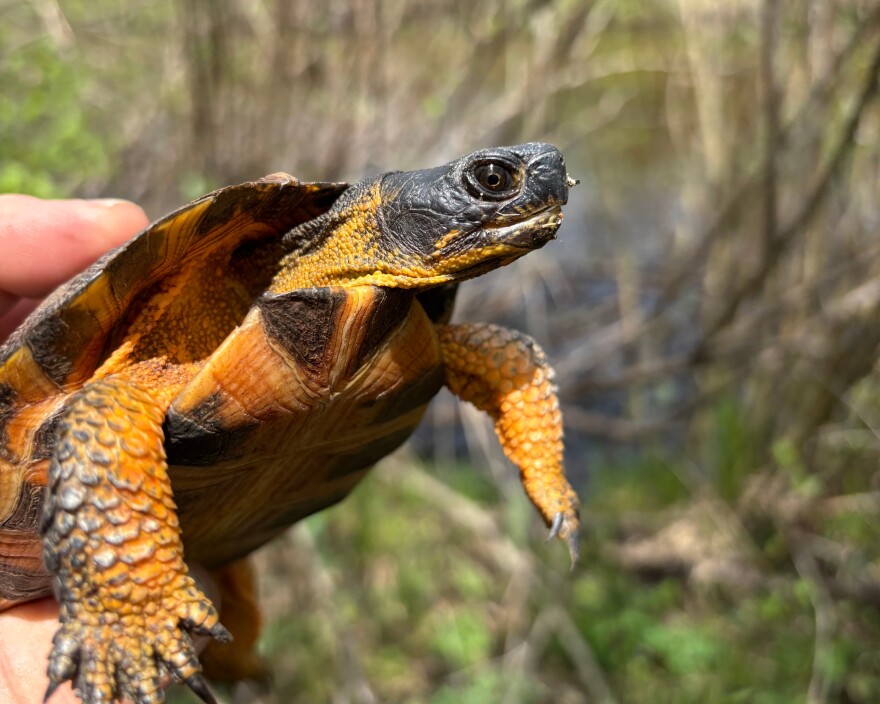 Wood turtle
