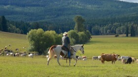 Range Rider on patrol in wolf country, Colville National Forest, Washington.