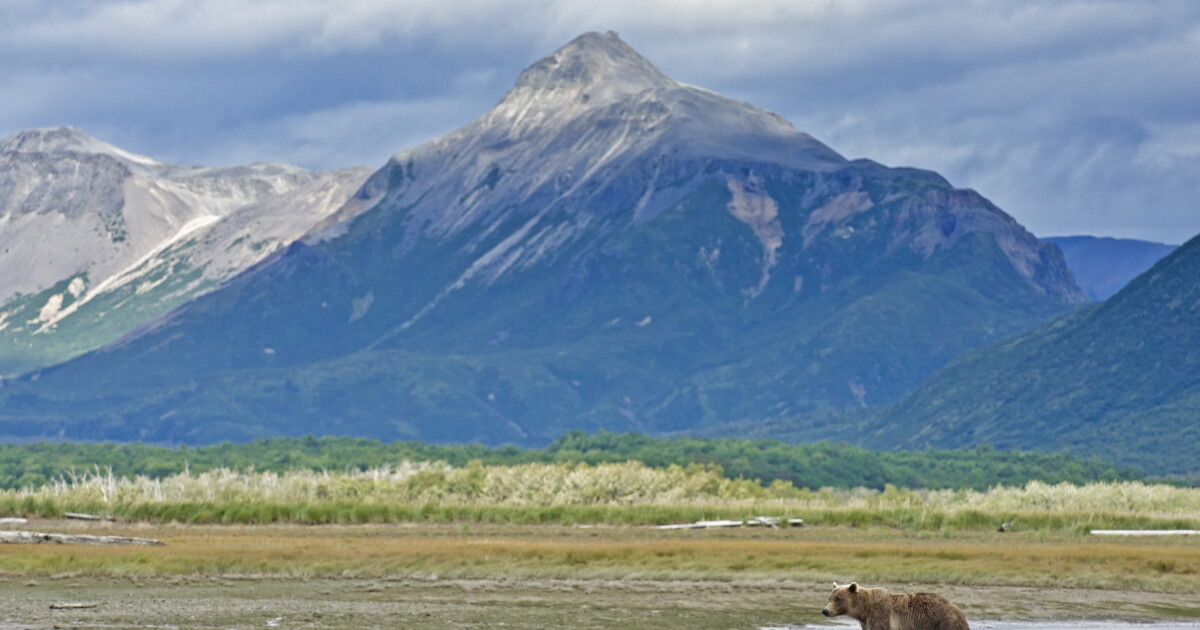 Alaska Court Halts Controversial Predator Control Program