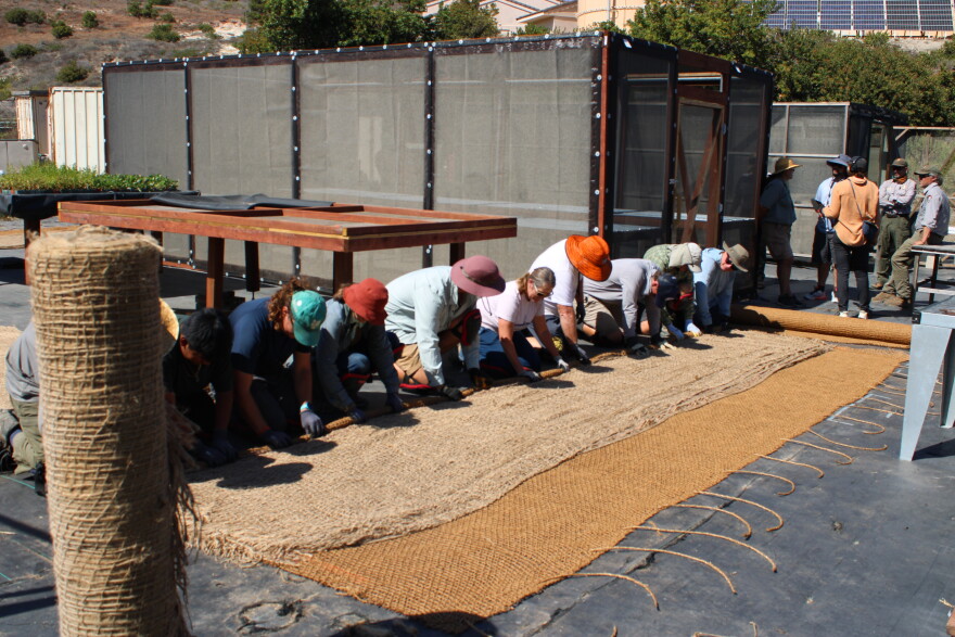 Volunteers on Santa Rosa Island roll and then tie hemp and jute nets to create wattles.