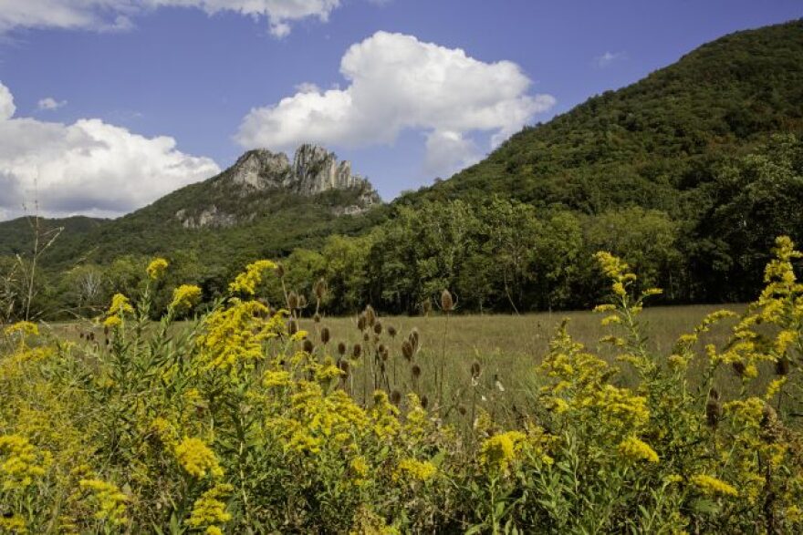 SenecaRocksGoldenRod1-640x427.jpg