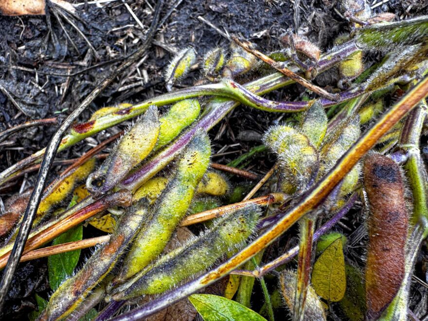 Soybeans cluster around the muddy grounds of a farm during a rainy day in McLeod, N.D., on Thursday, Sept. 18, 2025.