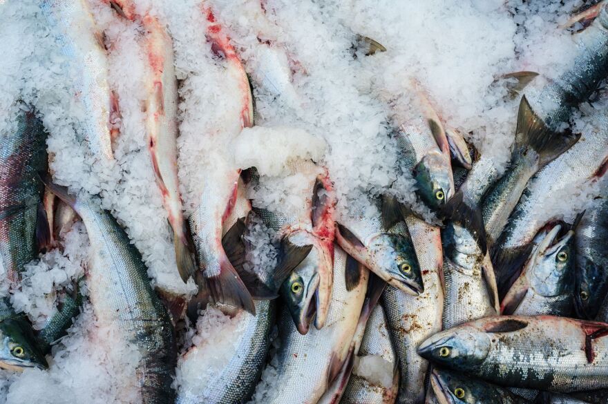 pile of salmon on ice