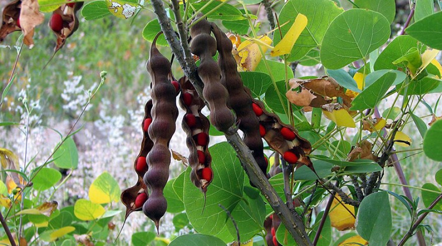 Mature Coral Bean seed pods.