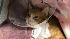 Rosie, a cat rescued by Keller's Kats, suffered blunt force trauma and required surgeries to both hips and a pin inserted in her spine.