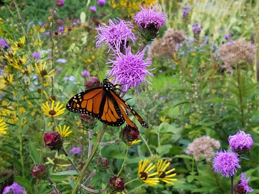 monarch butterfly on a purple flower