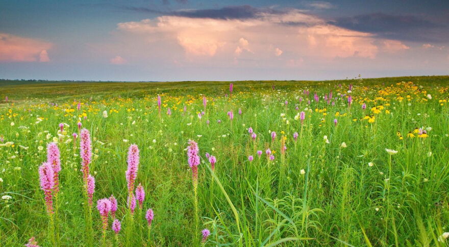 Prairie Display Prairie Day set for Sept. 20 at Dunn Ranch Prairie in Eagleville | KXCV ...