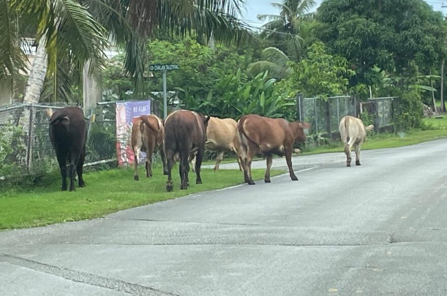 Cows roam Route 2 at the Chalan Taleyfac intersection in Hagat on Oct. 26, 2024.