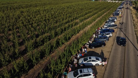 People wait in line to get free nectarines at Cesar Mora's orchard in Reedley, Calif., Wednesday, July 1, 2026, amid an ongoing contract dispute over the crop. (AP Photo/Jae C. Hong)