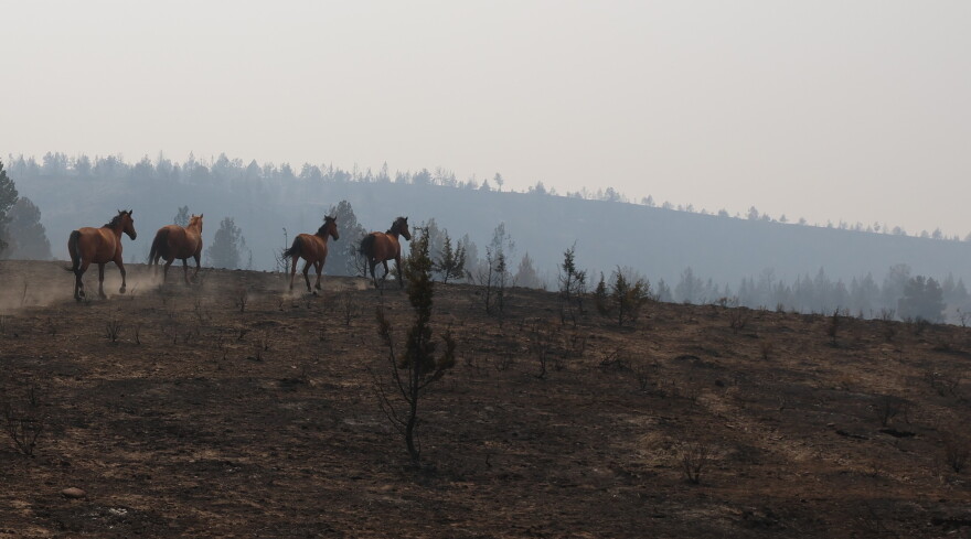 Horses running through charred landscape. 