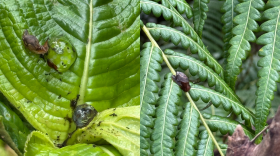 Native snails.