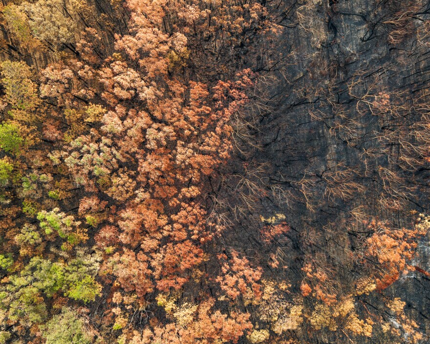 High angle aerial bird's eye drone view of a forest near Sydney, New South Wales, Australia, heavily burnt by the devastating bushfire season during the last months of 2019.