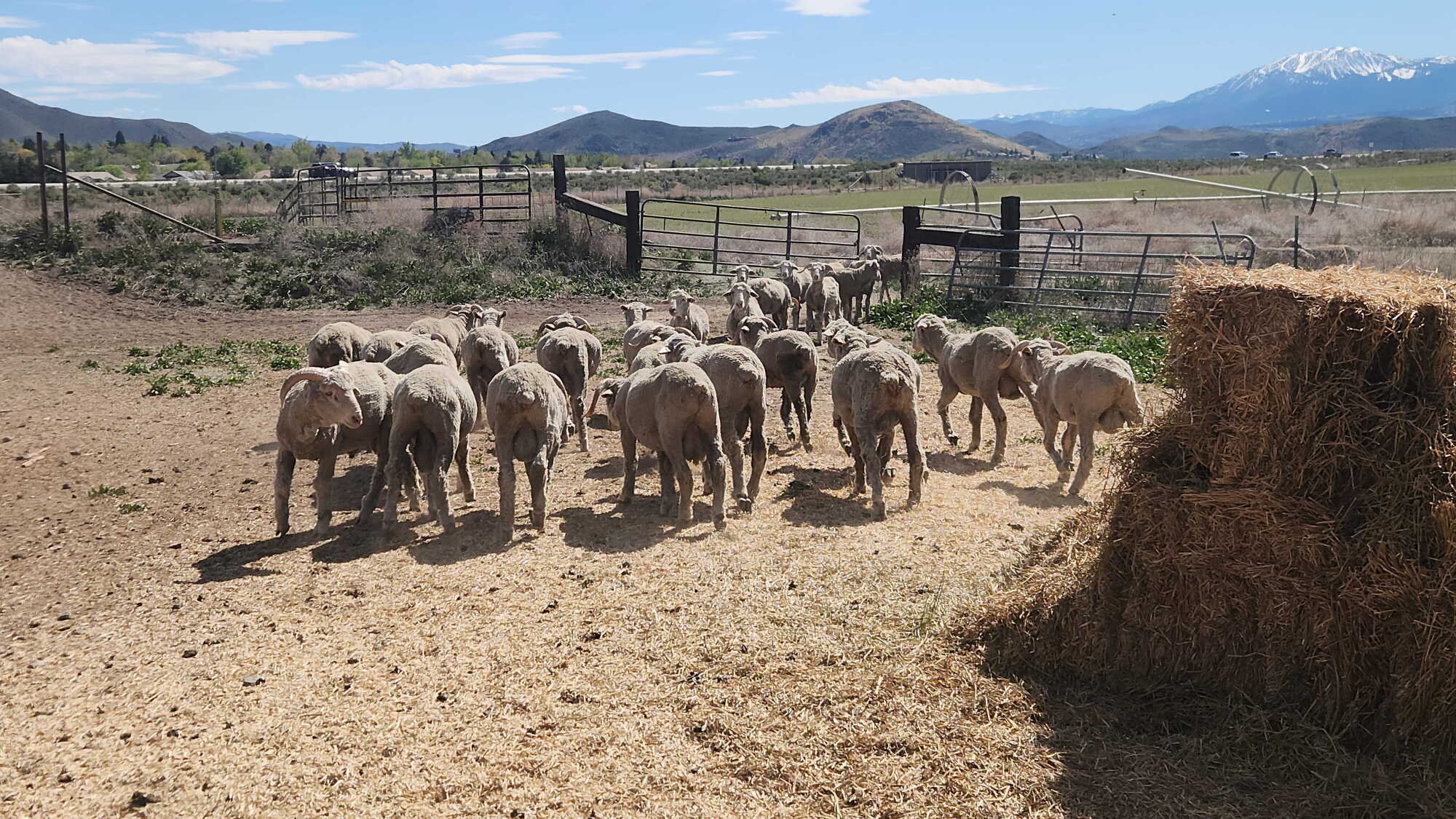 Early-stage research hopes to have sheep and robots cohabitate episode artwork