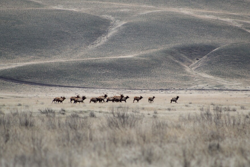 A group of elk runs from Yakama Nation hunters on the Hanford Reach National Monument in December 2023.<br/><br/><br/>