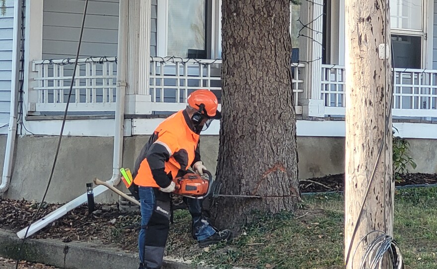 A man wearing an orange safety vest, knee guards, a helmet, headphones and a visor takes a chainsaw to a thick  tree stump