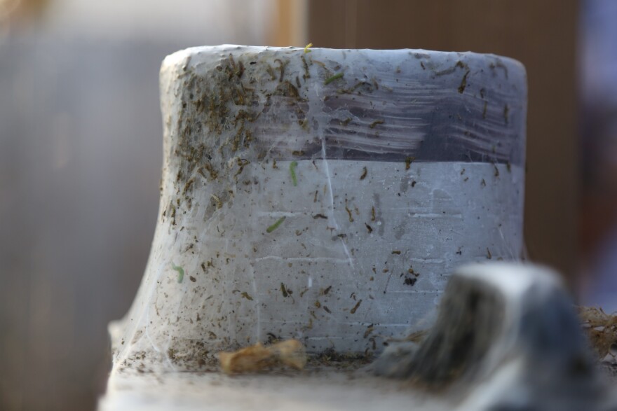 A thin layer of webbing and caterpillars have invaded trees, backyards, and decorations across DFW.