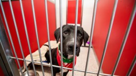 black dog in a kennel