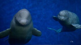 Two beluga whales have completed their long and complicated journey from China to Iceland.
